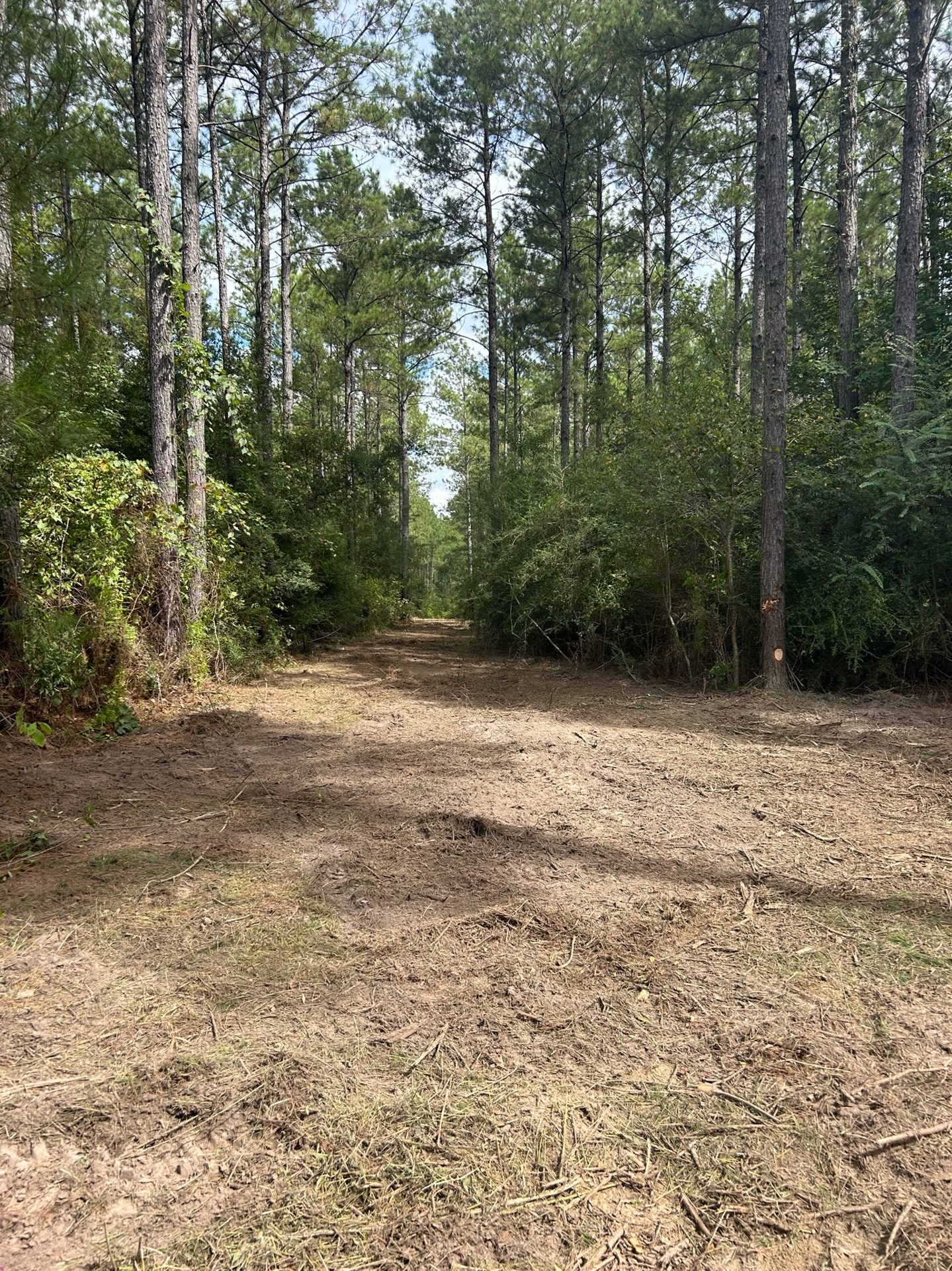 Wooded lot with underbrush cleared out and ground leveled
