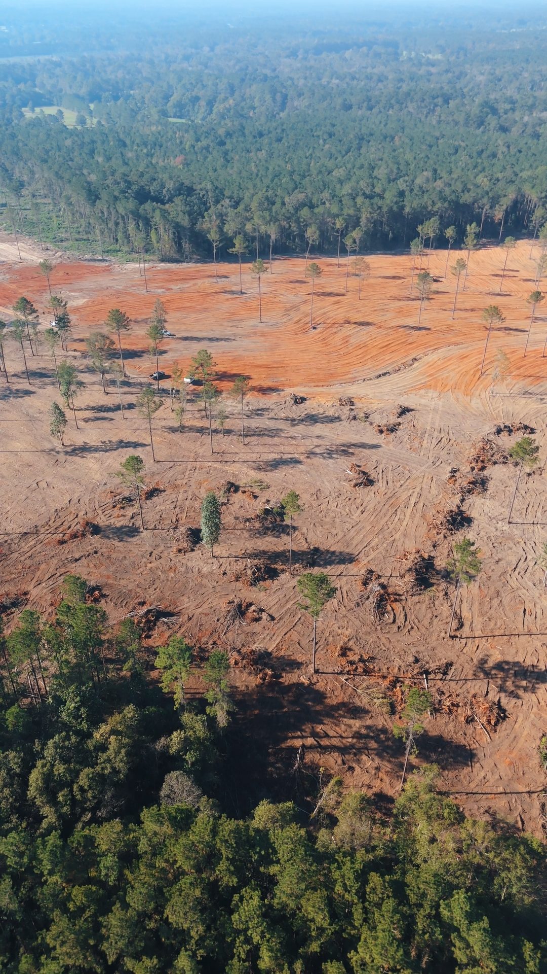 Aerial view of cleared acreage bordered by standing timber