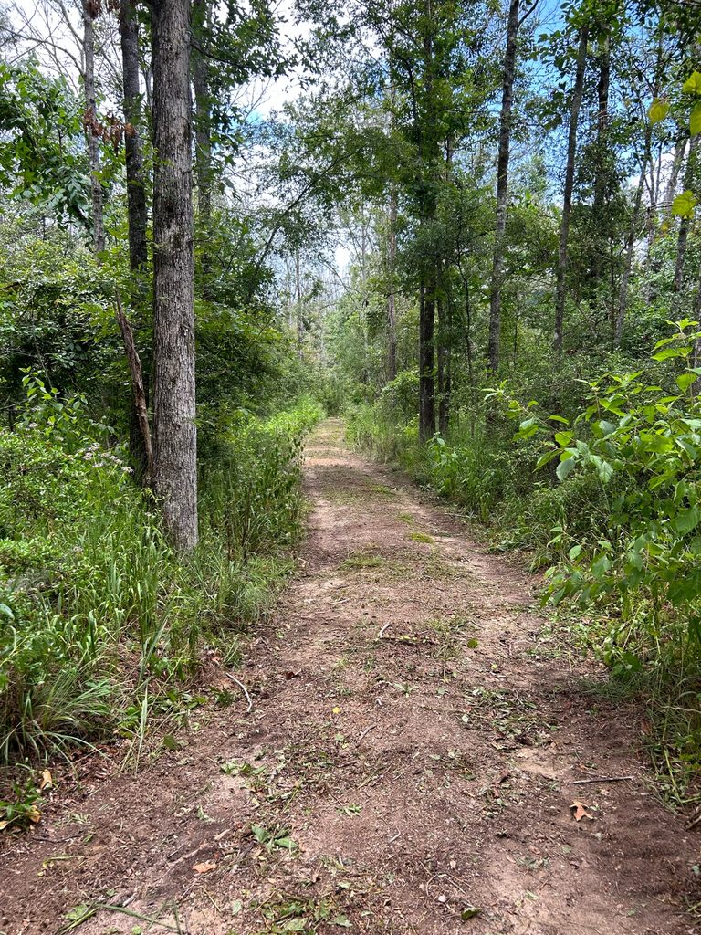 Cleared trail through a wooded lot