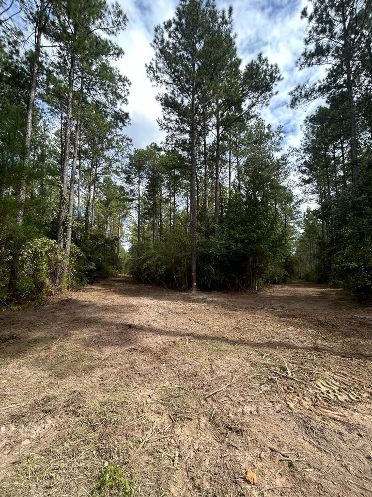 Tall pines standing over a cleared understory